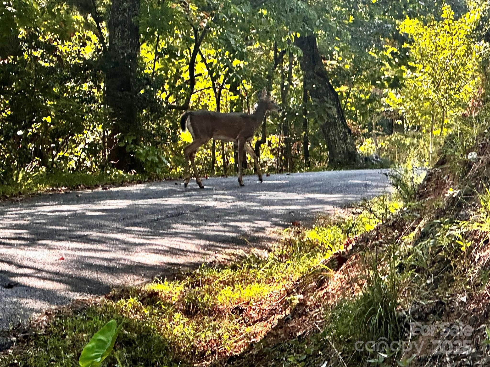 302 Ridge Road Lake Lure, NC 28746 - Photo 9 of 14 Gallery Image 9
