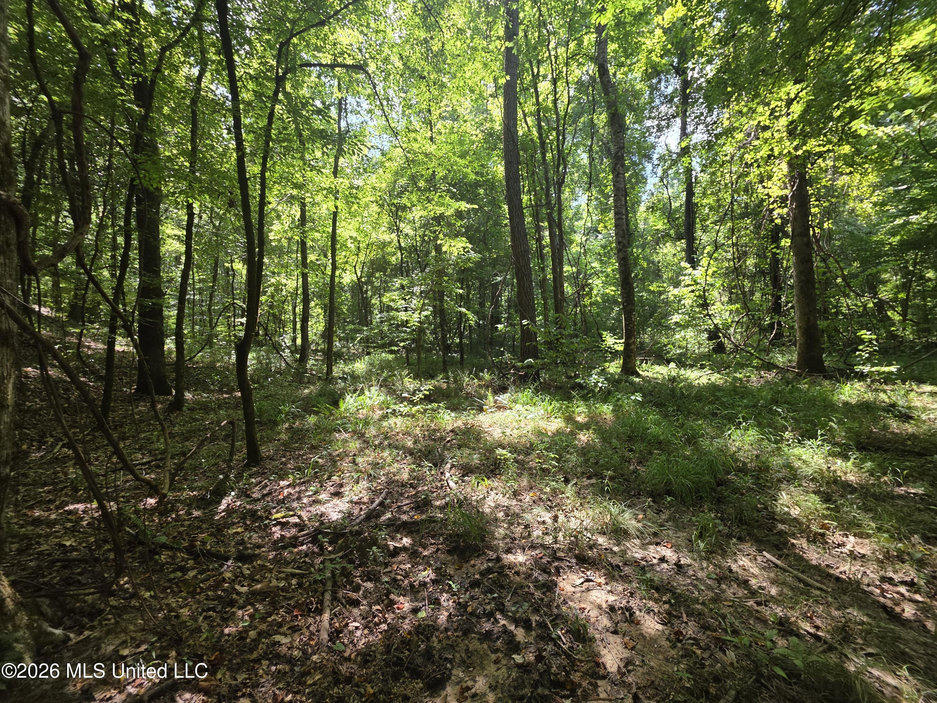 Oldenburg Road Roxie, MS 39661 - Photo 14 of 87 38181