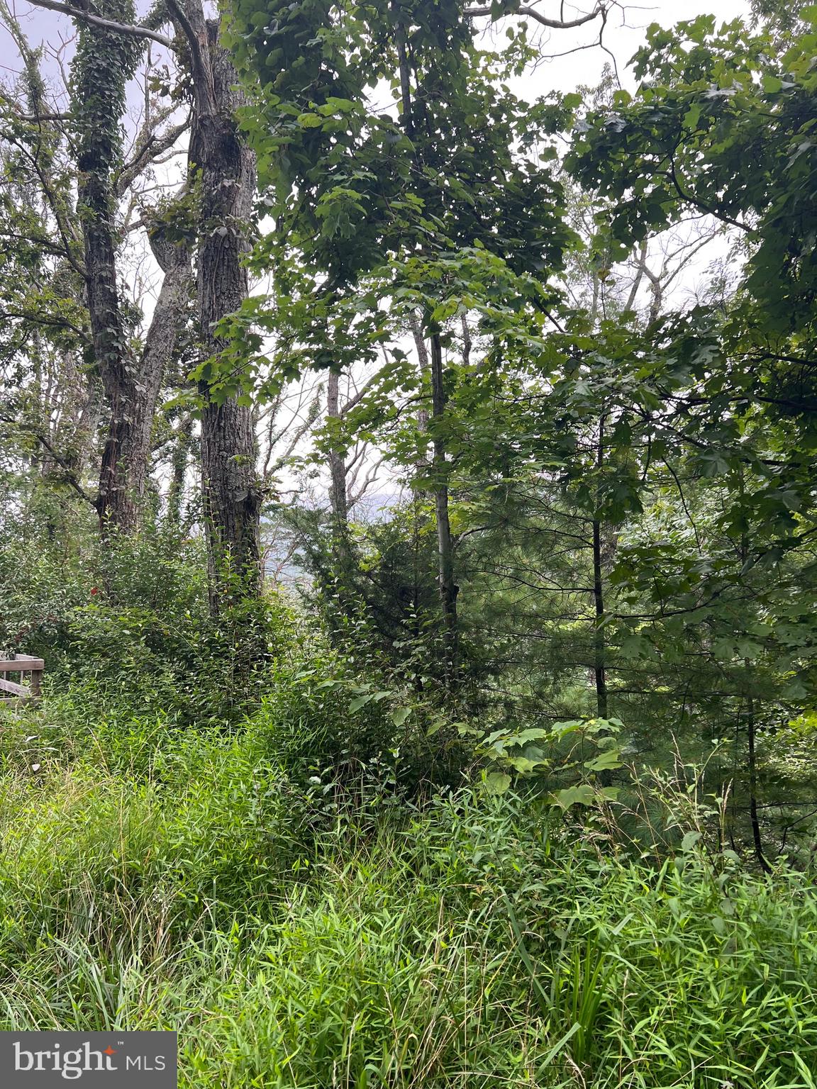 Sunset Ridge Broadway, VA 22815 - Photo 4 of 11 a view of a lush green forest