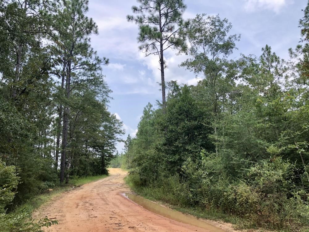 0 Private Road McIntosh, AL 36553 - Photo 17 of 21