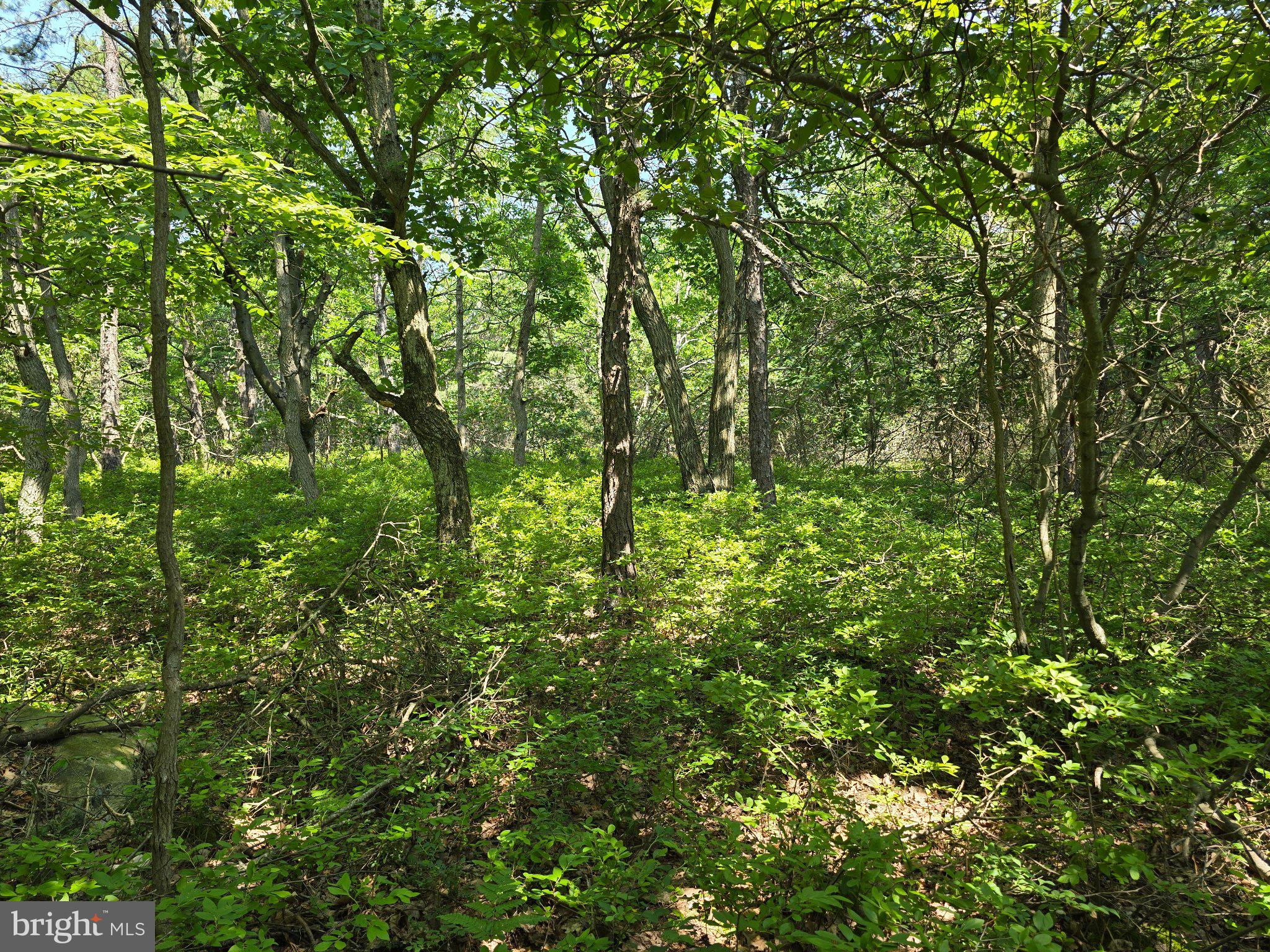 Mountain Road Catawissa, PA 17820 - Photo 11 of 23 Lush greenery in a tranquil forest.