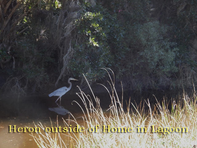 702 Jungle Road Edisto Island, SC 29438 - Photo 7 of 45 7