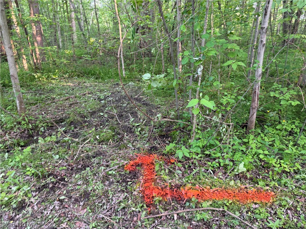 0 Dayton Road Madison, OH 44057 - Photo 9 of 12 Wooded lot featuring mature trees and undergrowth