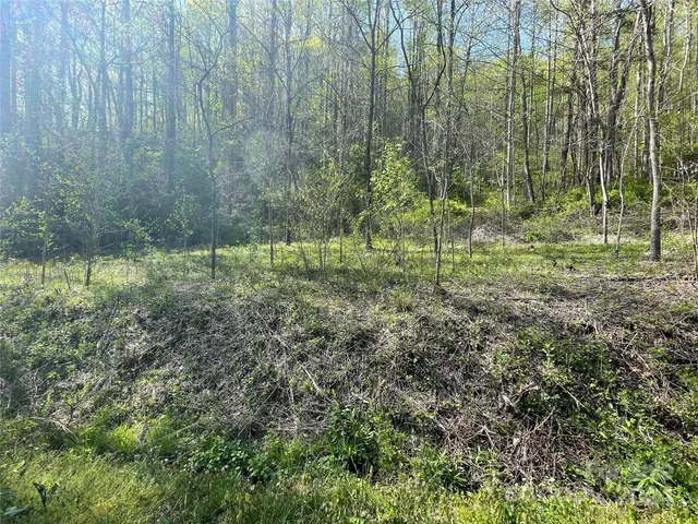 a view of trees and bushes