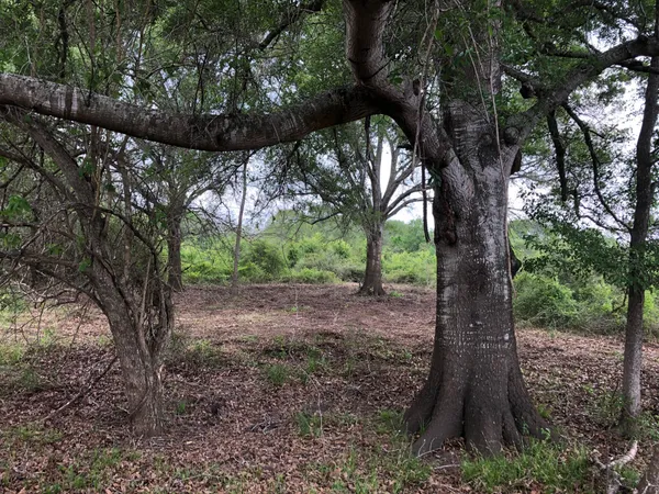 a view of a trees in a yard