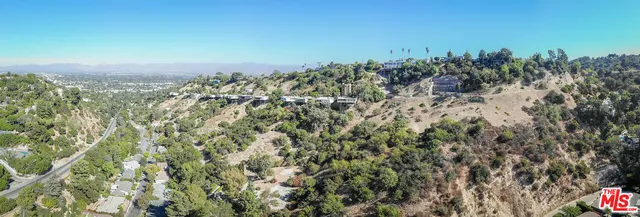 a view of a forest with a tree