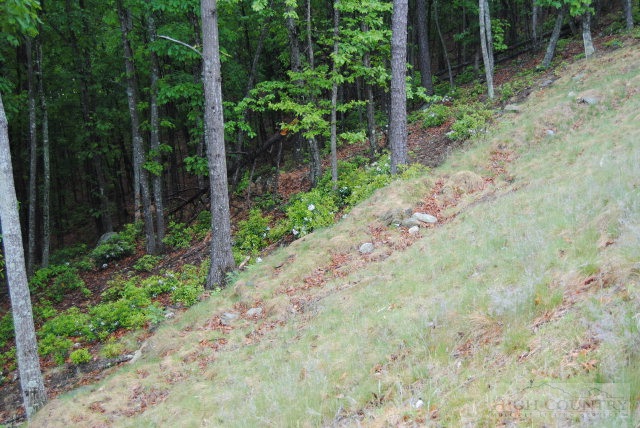 Pepperroot Deep Gap, NC 28618 - Photo 1 of 1 a view of a garden with plants and large trees