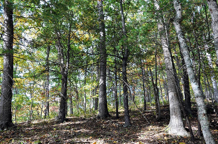 100 Back Creek Road Peterstown, WV 24963 - Photo 14 of 29 Gallery Image 14
