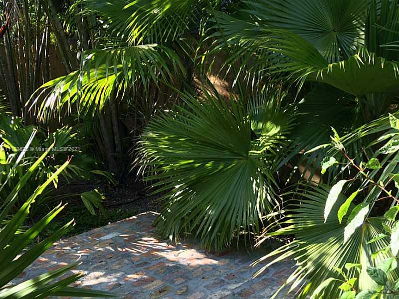 3797 El Prado Boulevard Miami, FL 33133 - Photo 23 of 26 a close up of a plant in a garden