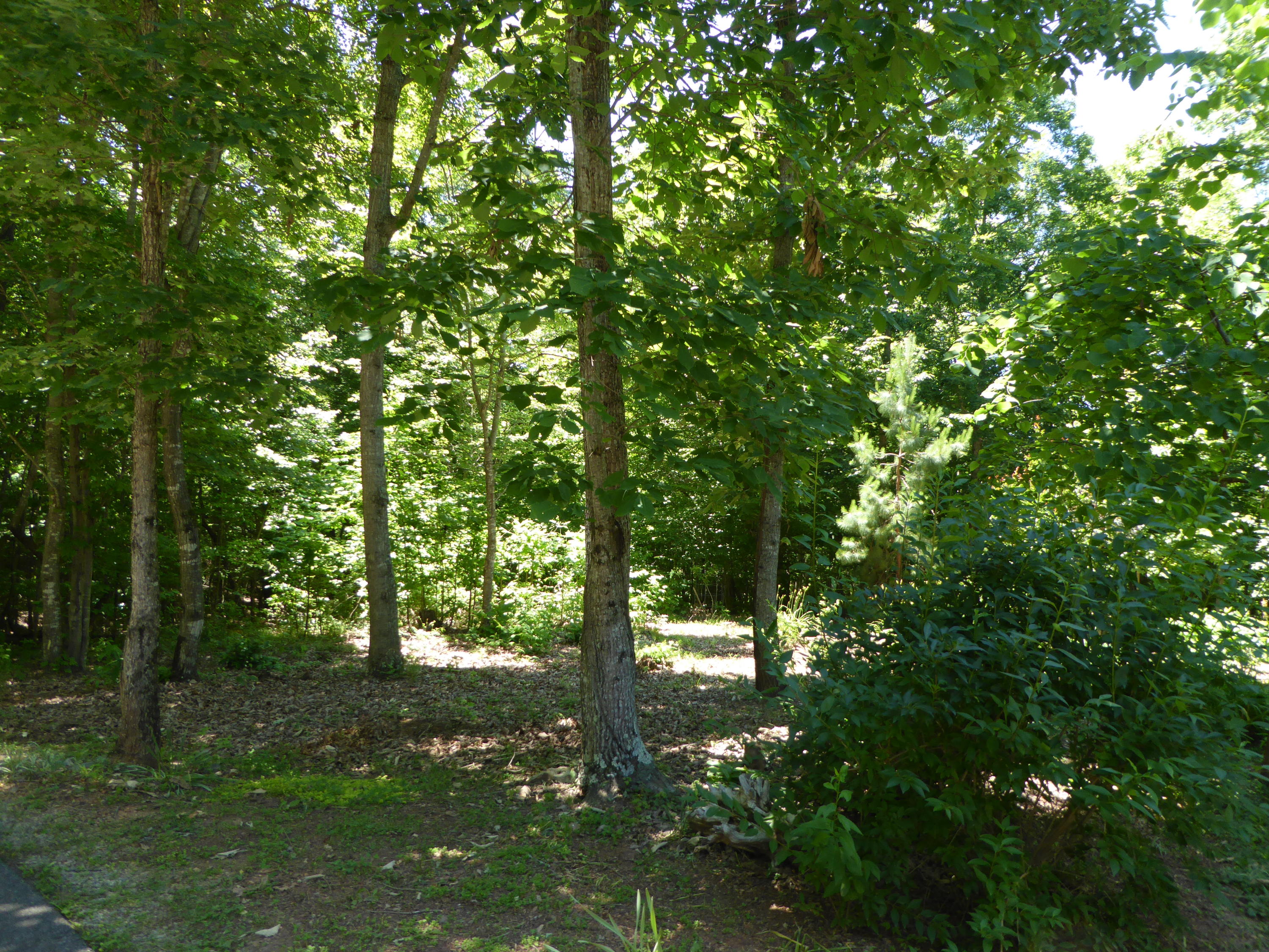 831 Webster Road Glade Hill, VA 24092 - Photo 40 of 43 Wooded Area