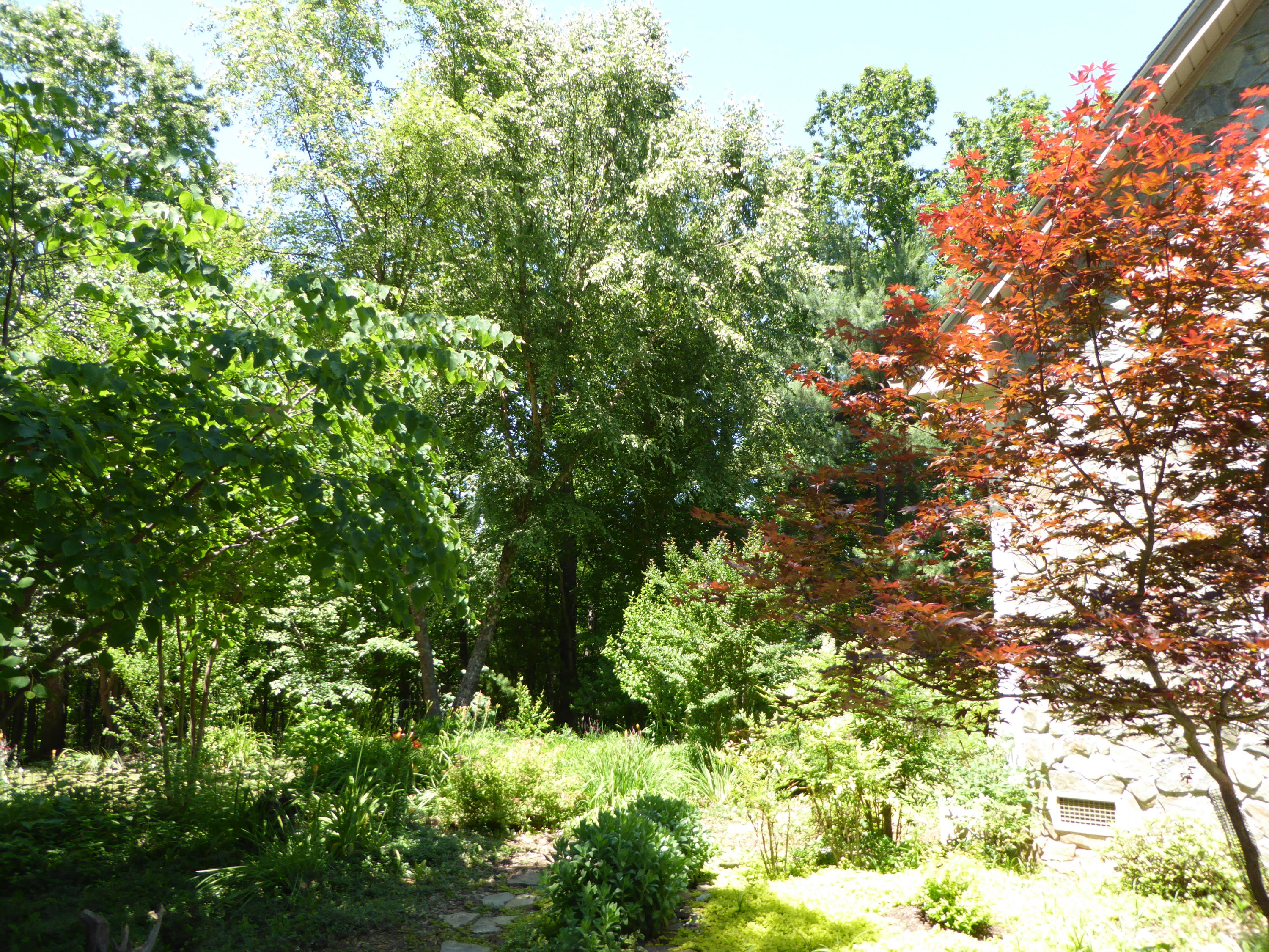 831 Webster Road Glade Hill, VA 24092 - Photo 41 of 43 Wooded Area