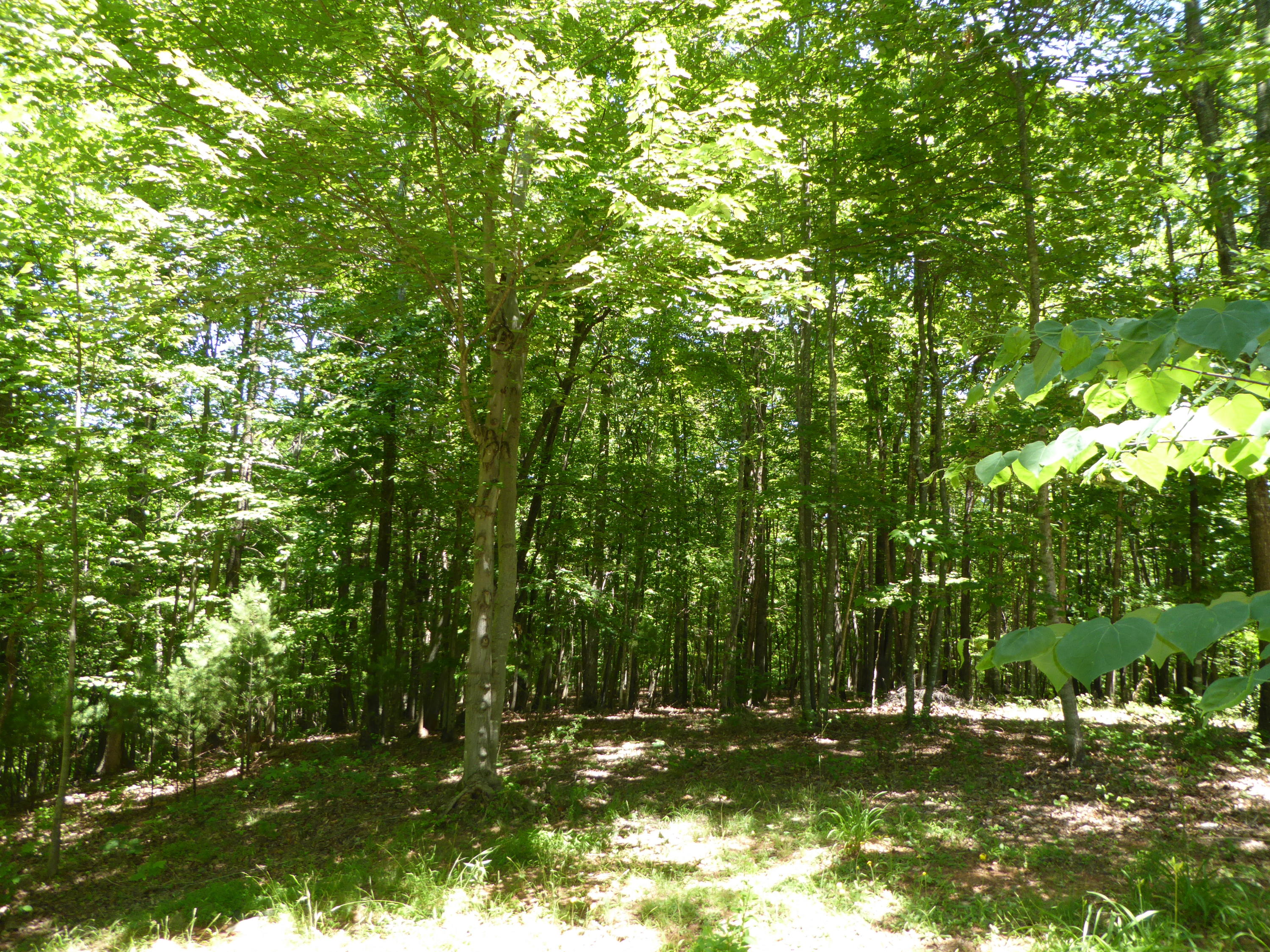 831 Webster Road Glade Hill, VA 24092 - Photo 42 of 43 Wooded Area