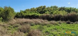 496 Romona Road Seadrift, TX 77983 - Photo 29 of 35 a view of a lush green forest