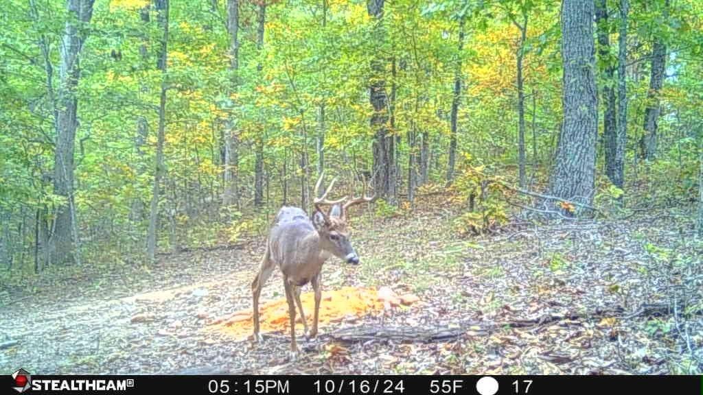 700 Clay Camp Road Hitchins, KY 41146 - Photo 65 of 108 Buck