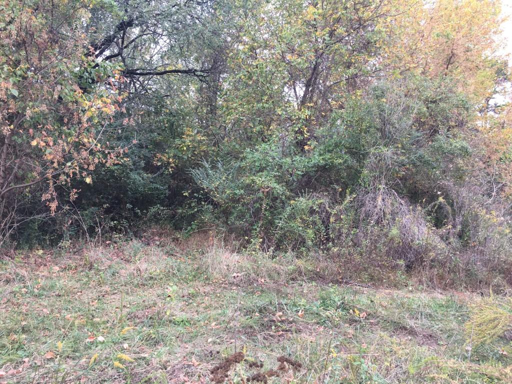 Lot 5.04 Rhea County Highway, Unit 5 04 Spring City, TN 37381 - Photo 6 of 15 IMG_6219 (Medium)