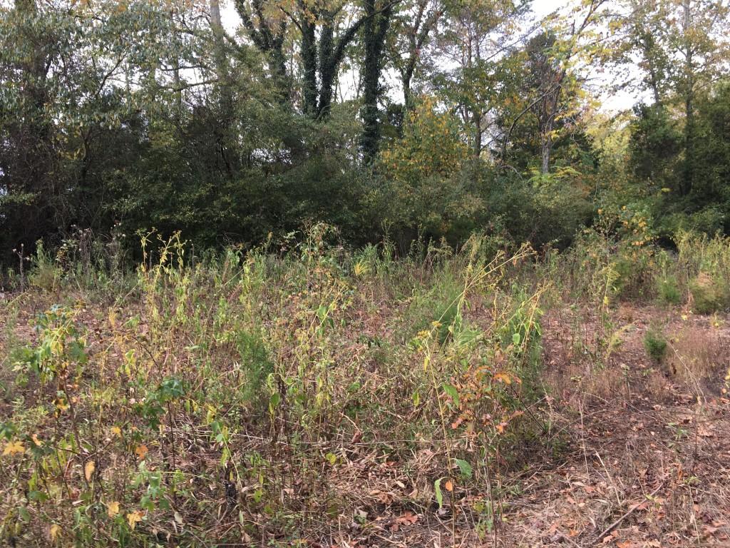 Lot 5.04 Rhea County Highway, Unit 5 04 Spring City, TN 37381 - Photo 10 of 15 IMG_6225 (Medium)