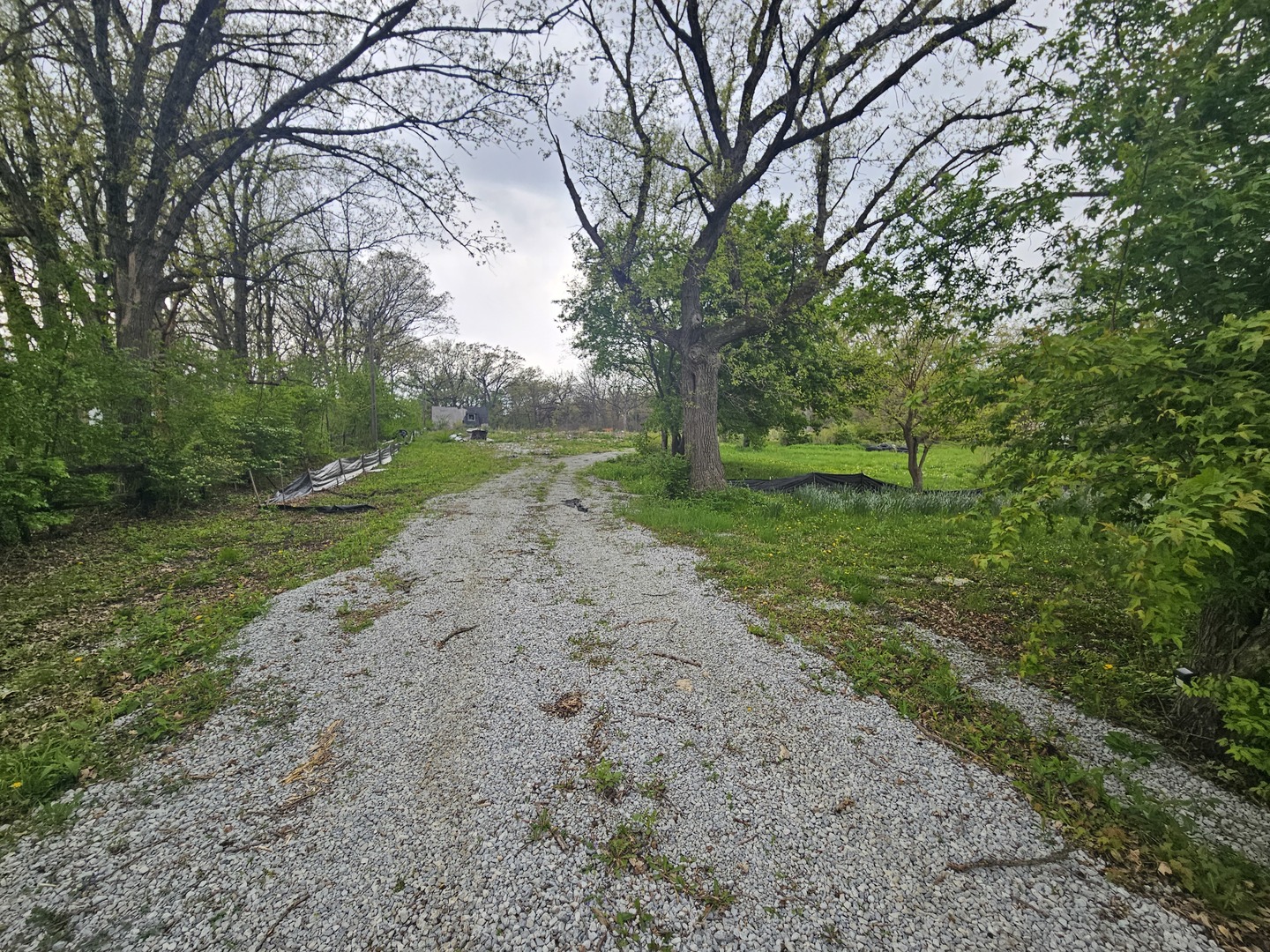 24232 Kings Road Crete, IL 60417 - Photo 10 of 11 a view of a yard with plants and large trees
