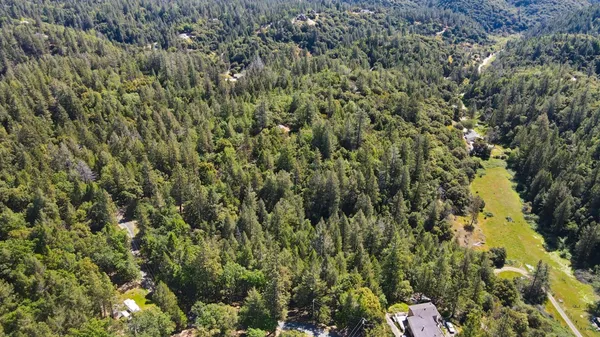 a view of a forest with a tree