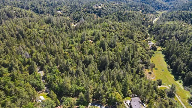 a view of a forest with a tree
