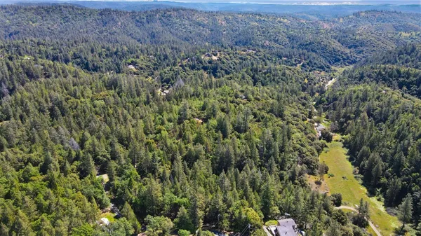 a view of a forest with a tree