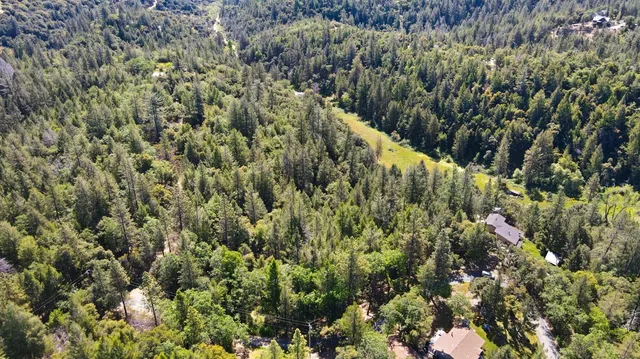 a view of a forest with a lush green forest