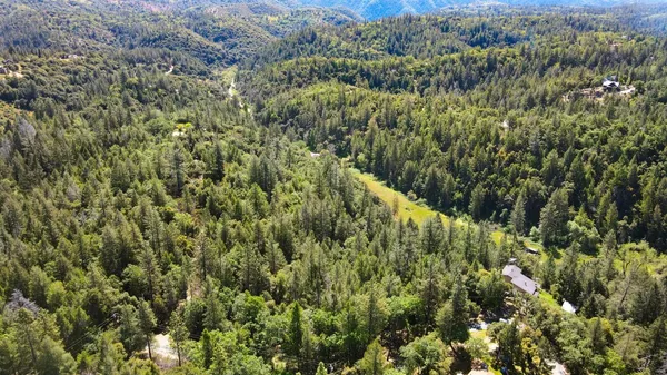 a view of a forest with a tree