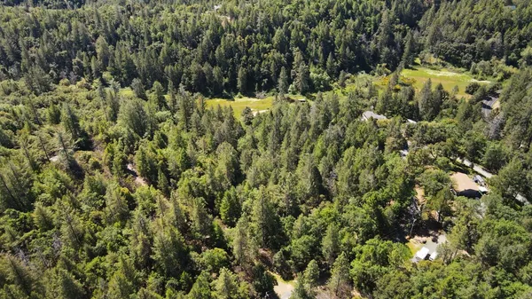 a view of a forest with a street