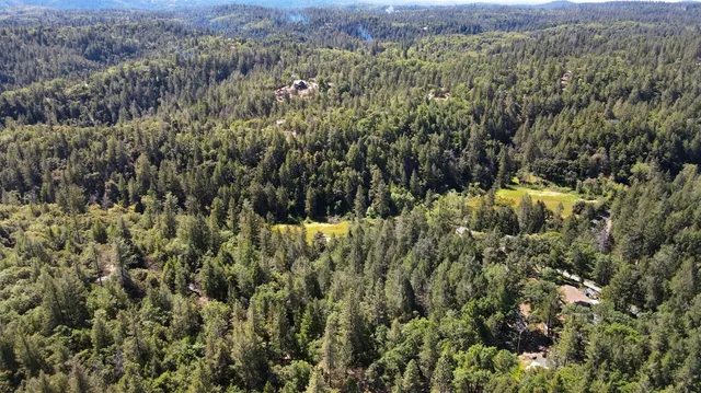 a view of a lush green forest