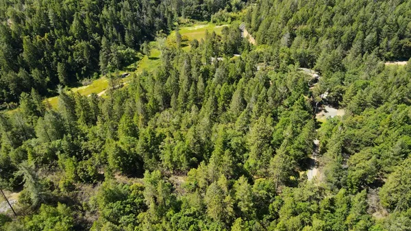 a view of a lush green forest with a tree