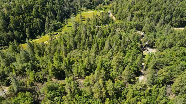a view of a lush green forest with a tree