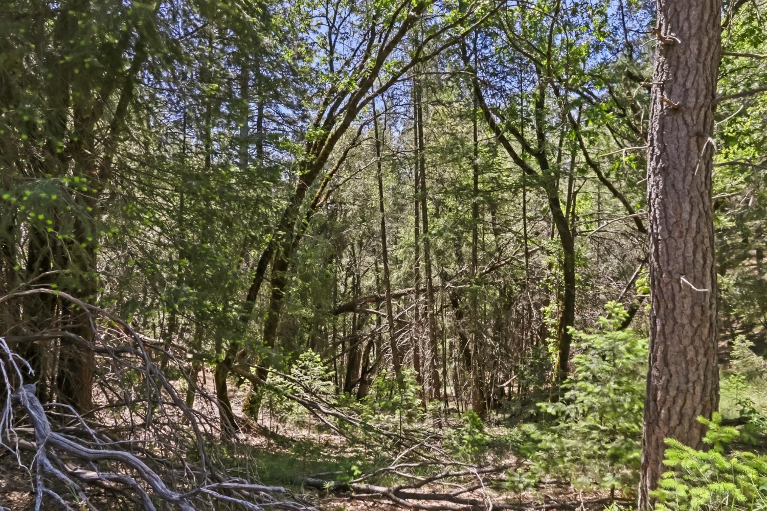 22500 Canyon Way Colfax, CA 95713 - Photo 21 of 33 a backyard of a house with lots of trees