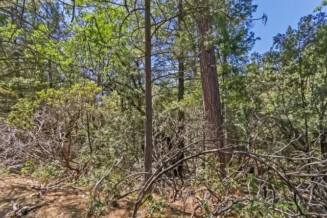 a view of a yard with a tree