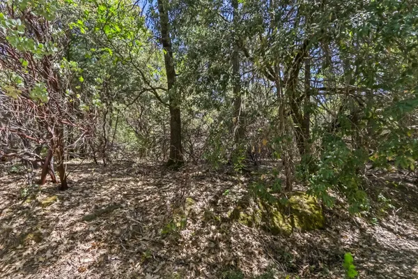 a view of a plants yard