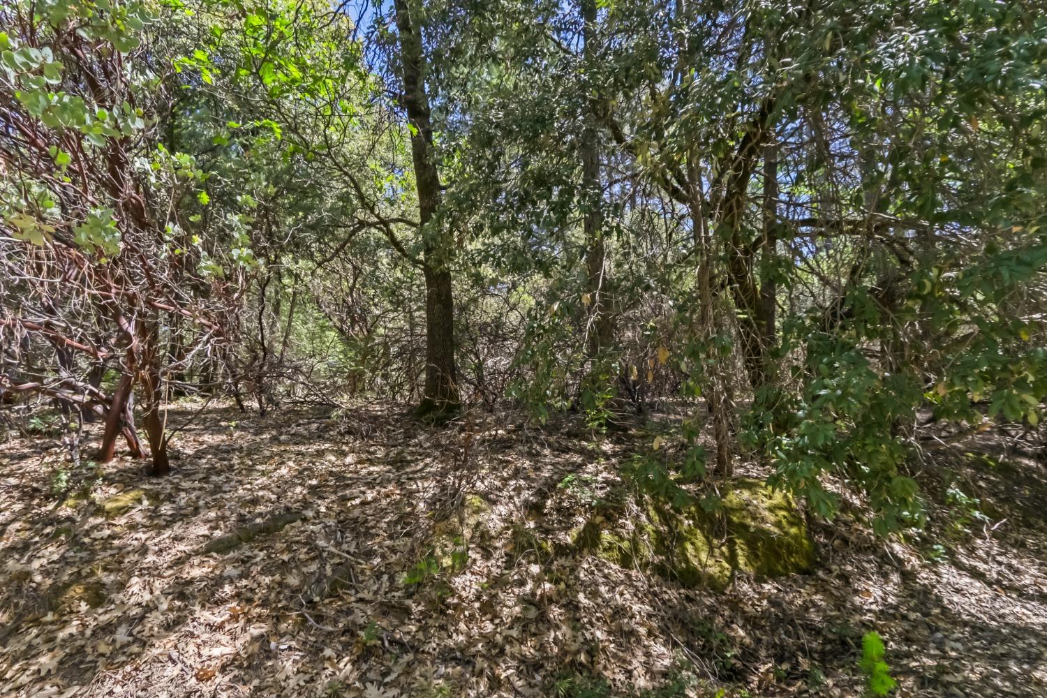 22500 Canyon Way Colfax, CA 95713 - Photo 24 of 33 a view of a yard with a tree