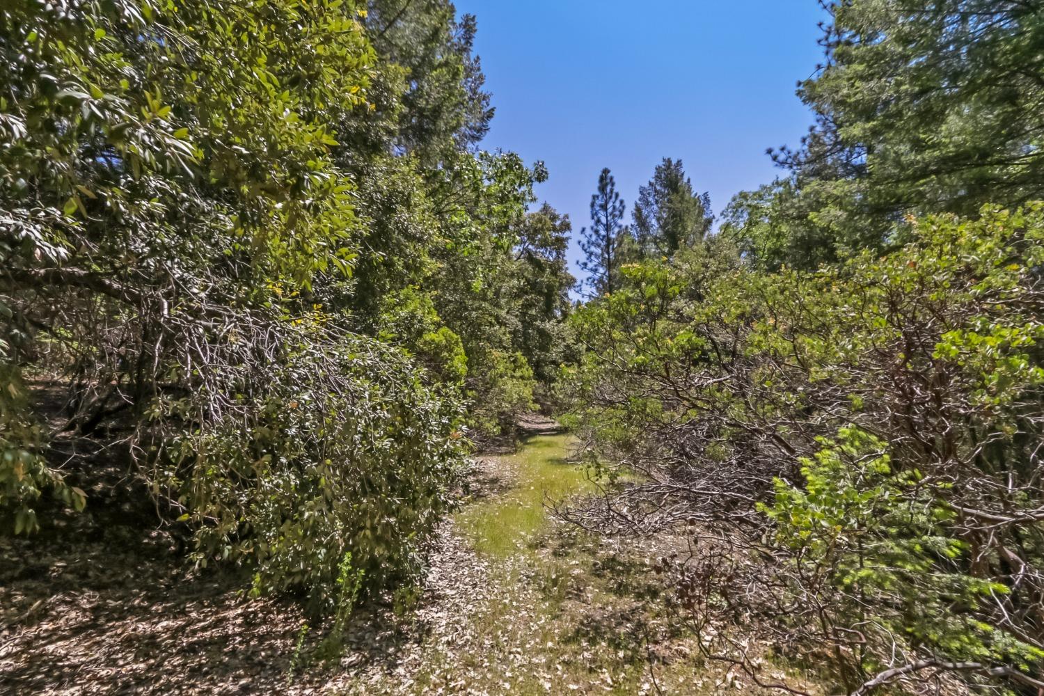 22500 Canyon Way Colfax, CA 95713 - Photo 25 of 33 a view of a yard with a tree