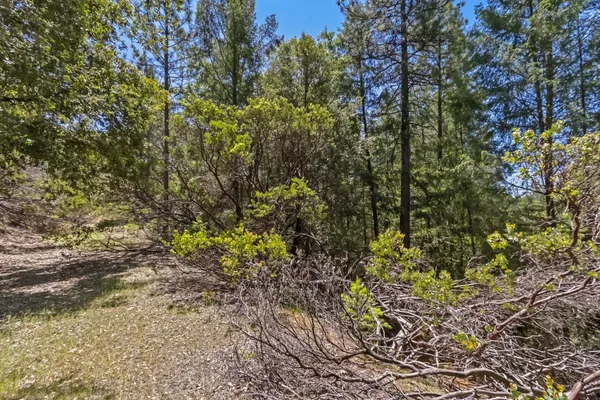 a view of a forest with a tree