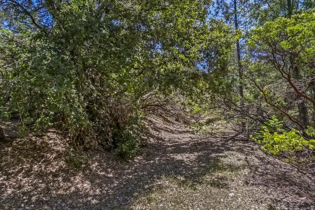 a view of a yard with a tree
