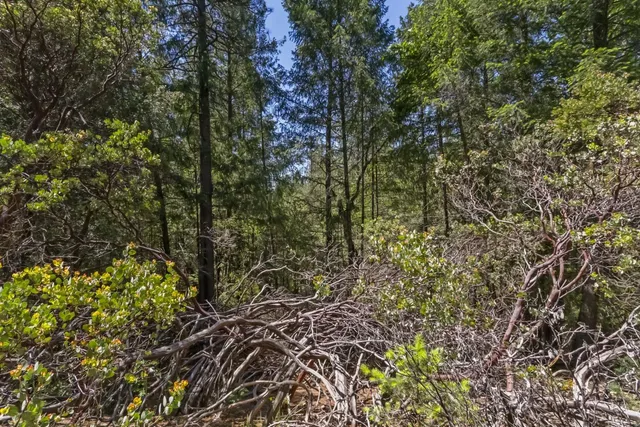 a view of a yard with a tree