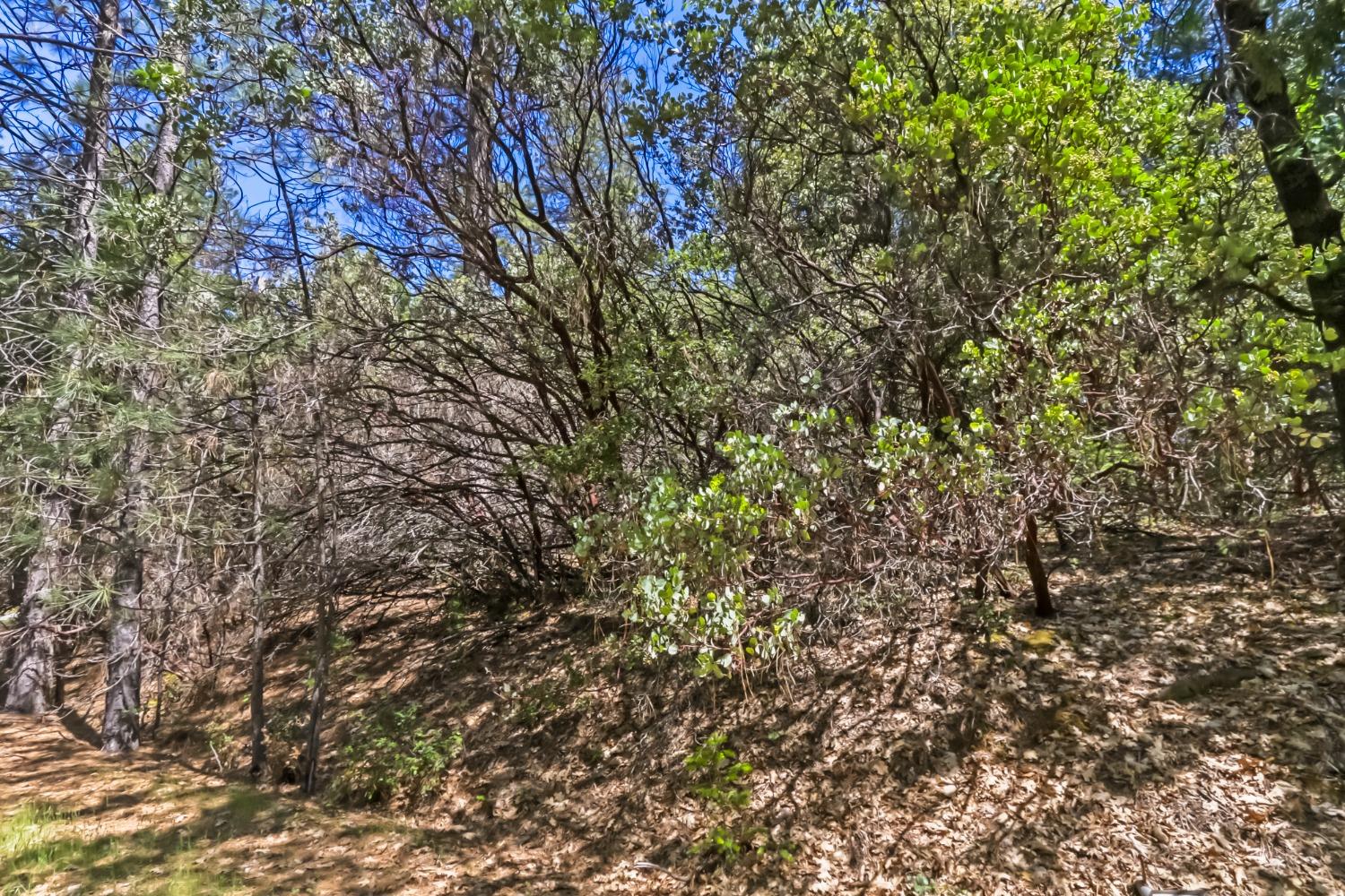 22500 Canyon Way Colfax, CA 95713 - Photo 30 of 33 a view of a yard with a tree