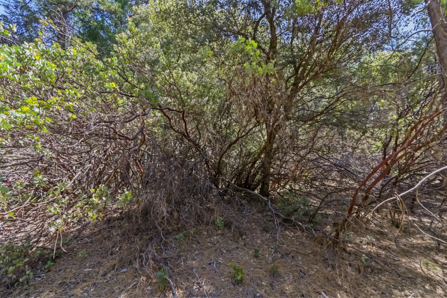22500 Canyon Way Colfax, CA 95713 - Photo 32 of 33 a view of a yard with a tree