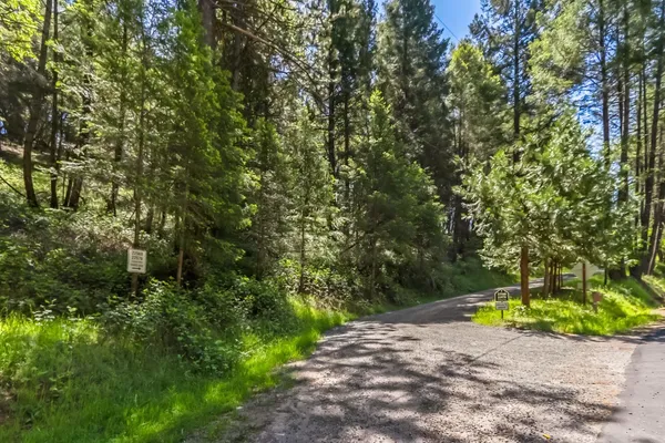 a view of a park with plants and large trees