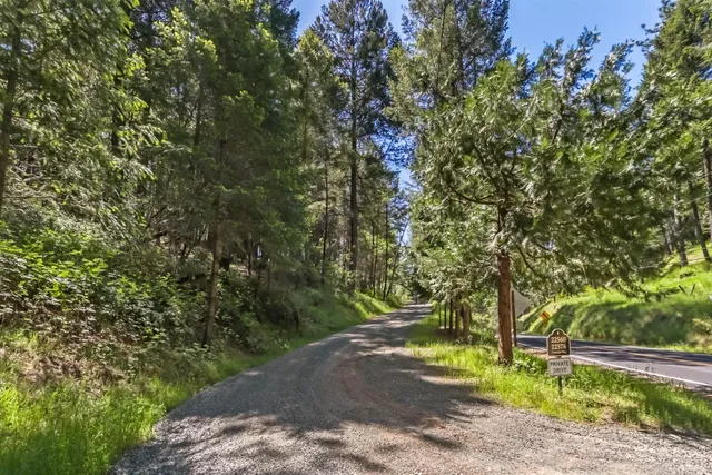 a view of a yard with plants and trees