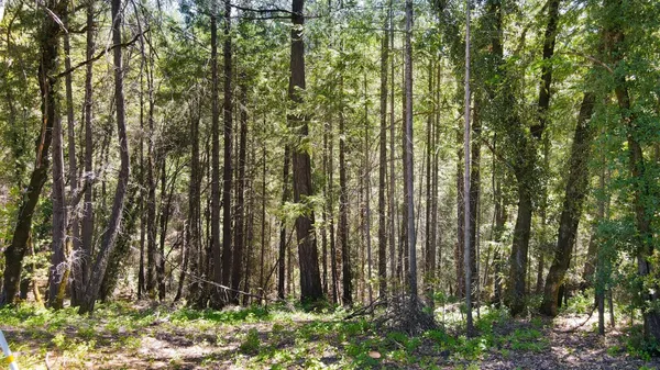 a view of lots of trees