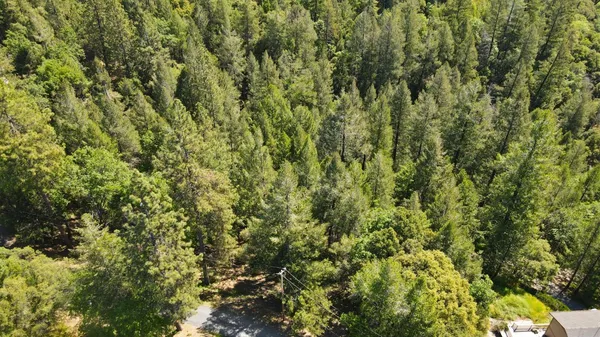 a view of a lush green forest