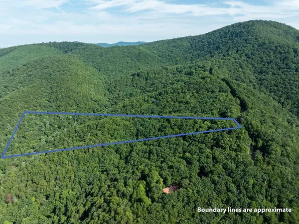 a view of a lush green forest with a street
