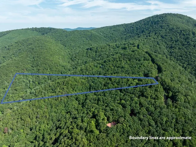 a view of a lush green forest with a street