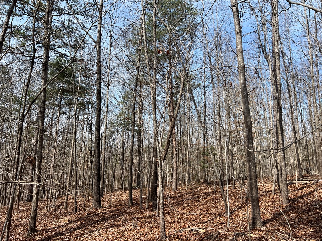 Tract A Cann Road Anderson, SC 29625 - Photo 6 of 15 A tranquil wooded lot offers a peaceful retreat for building a dream home.