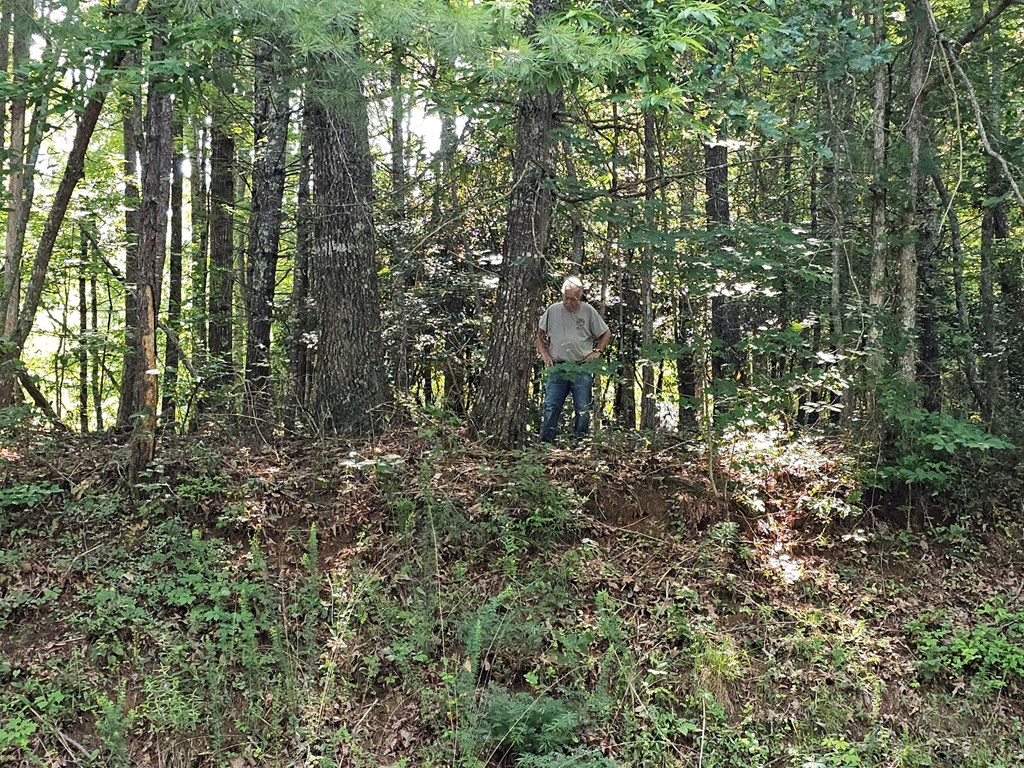 31-acres Upper Bear Paw Road Murphy, NC 28906 - Photo 16 of 26