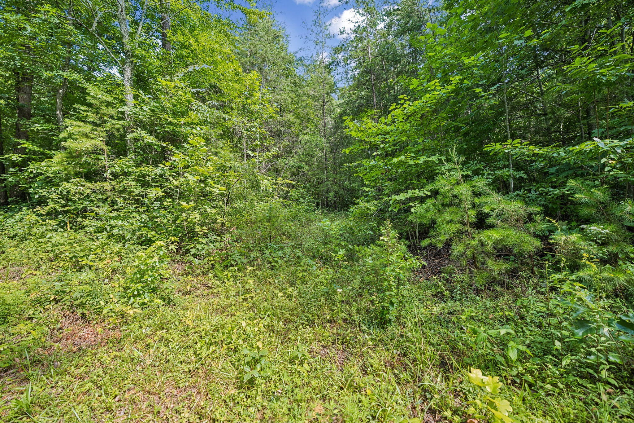 0 Ridge Road Lancing, TN 37770 - Photo 2 of 18