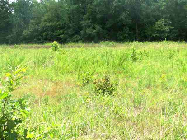506 Mitchell Place Road Abbeville, SC 29620 - Photo 4 of 9 Gallery Image 4